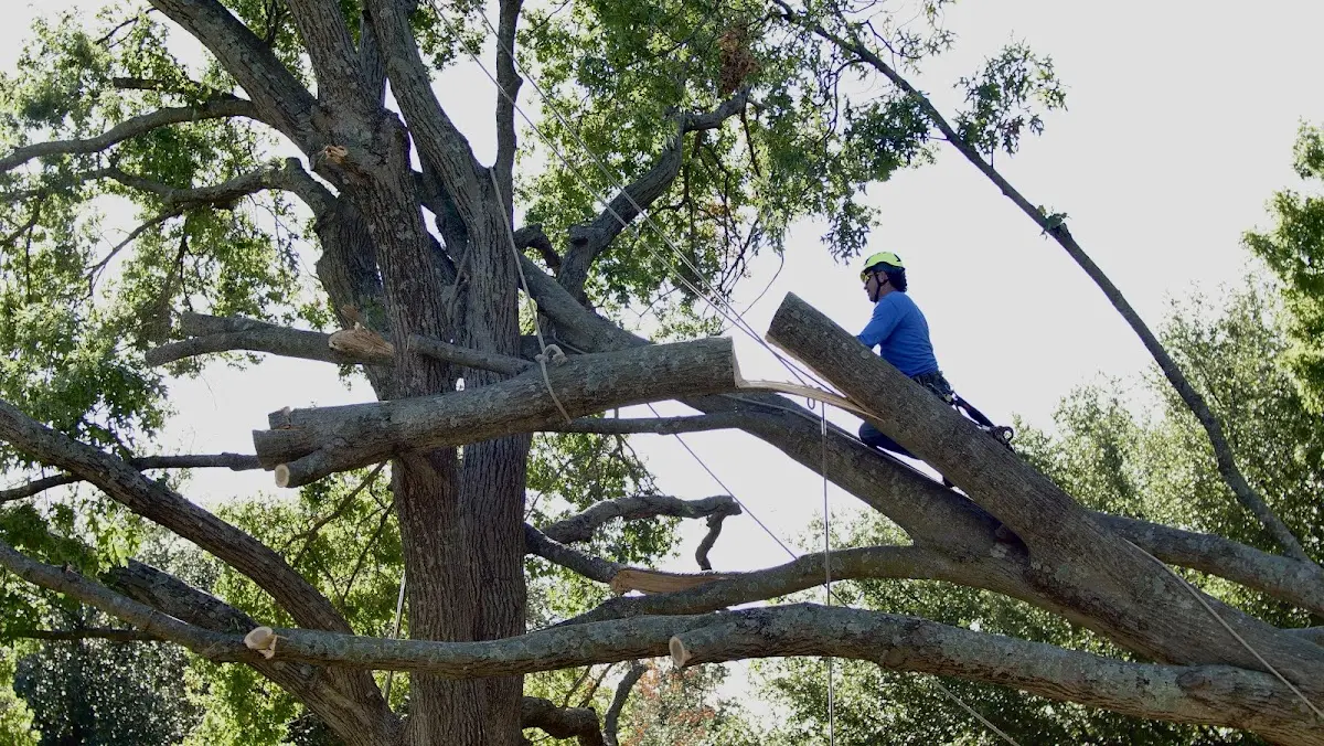 Professional Crown Thinning performed by certified arborists in Nerinx